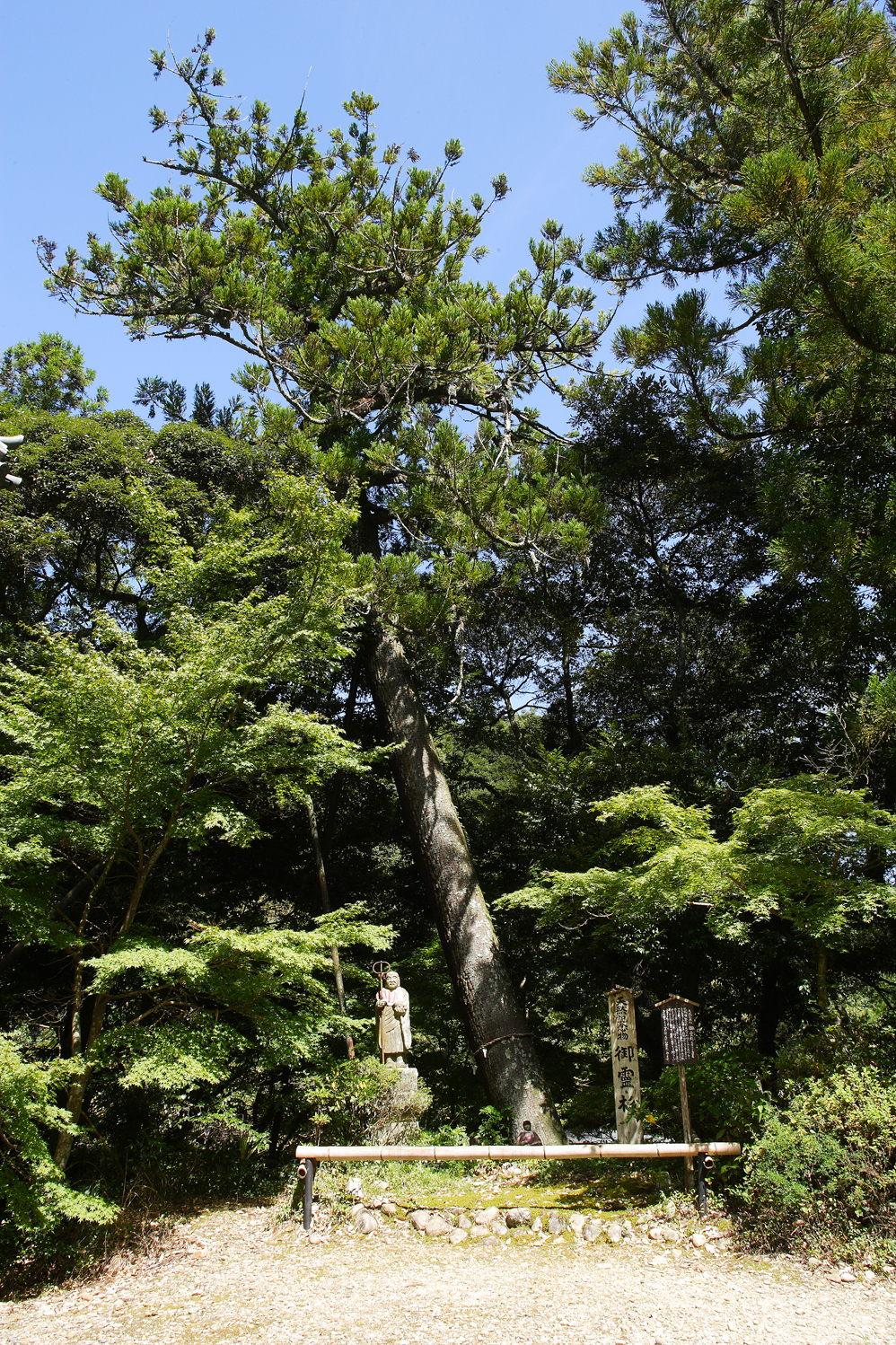 油山寺の御霊杉